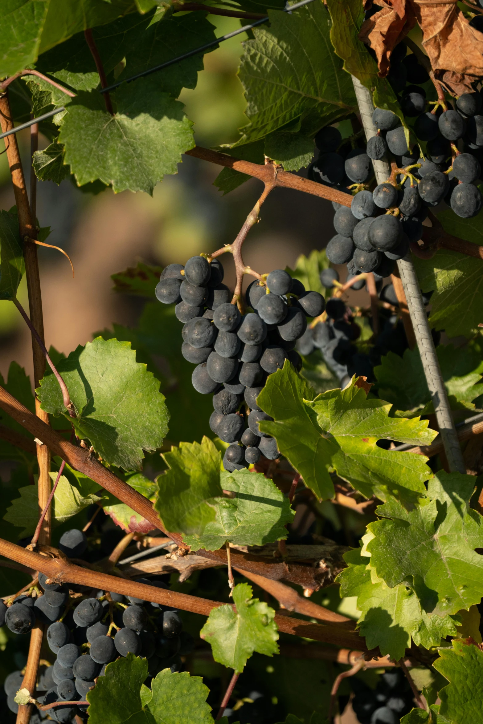 a close up of a bunch of grapes on a vine, black tendrils, f / 2 0, slate, lightweight