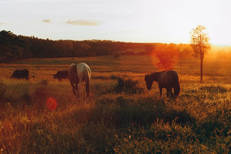 a couple of horses standing on top of a grass covered field, in the sunset, jovana rikalo, with dappled light, instagram photo