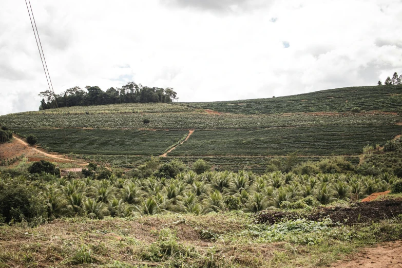 a man riding a motorcycle down a dirt road, by Daniel Lieske, hurufiyya, deforested forest background, rows of lush crops, staggered terraces, in sao paulo