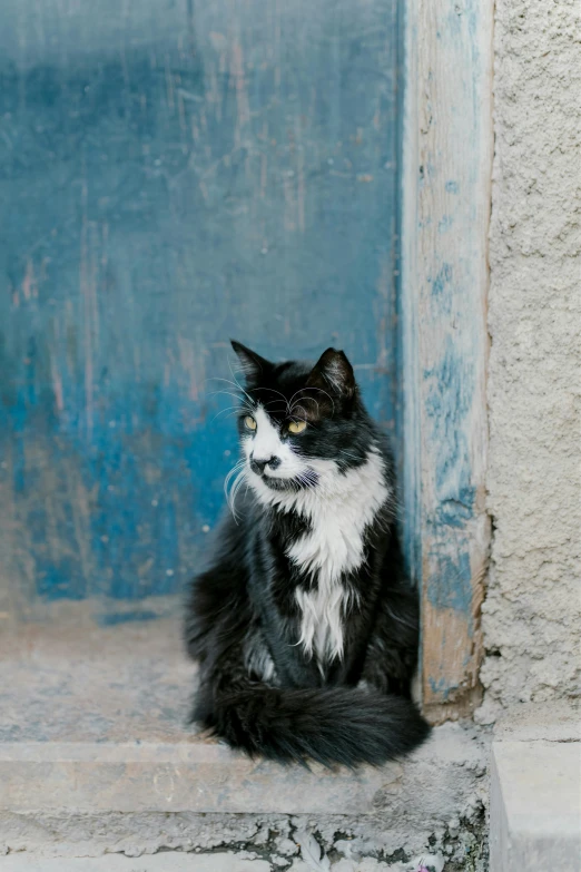 a black and white cat sitting on a step, in chuquicamata, afar, jen atkin, old male