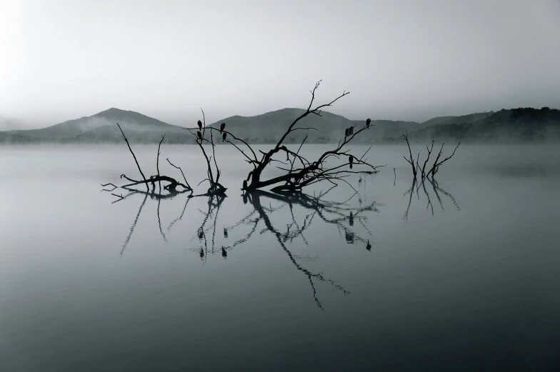 a black and white photo of a lake with dead trees, pexels contest winner, minimalism, morning mood, dead plants, water reflection, hazy water