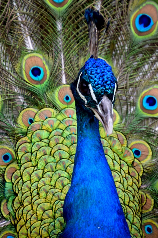 a close up of a peacock with its feathers spread, slide show, multicoloured, birds eye photograph