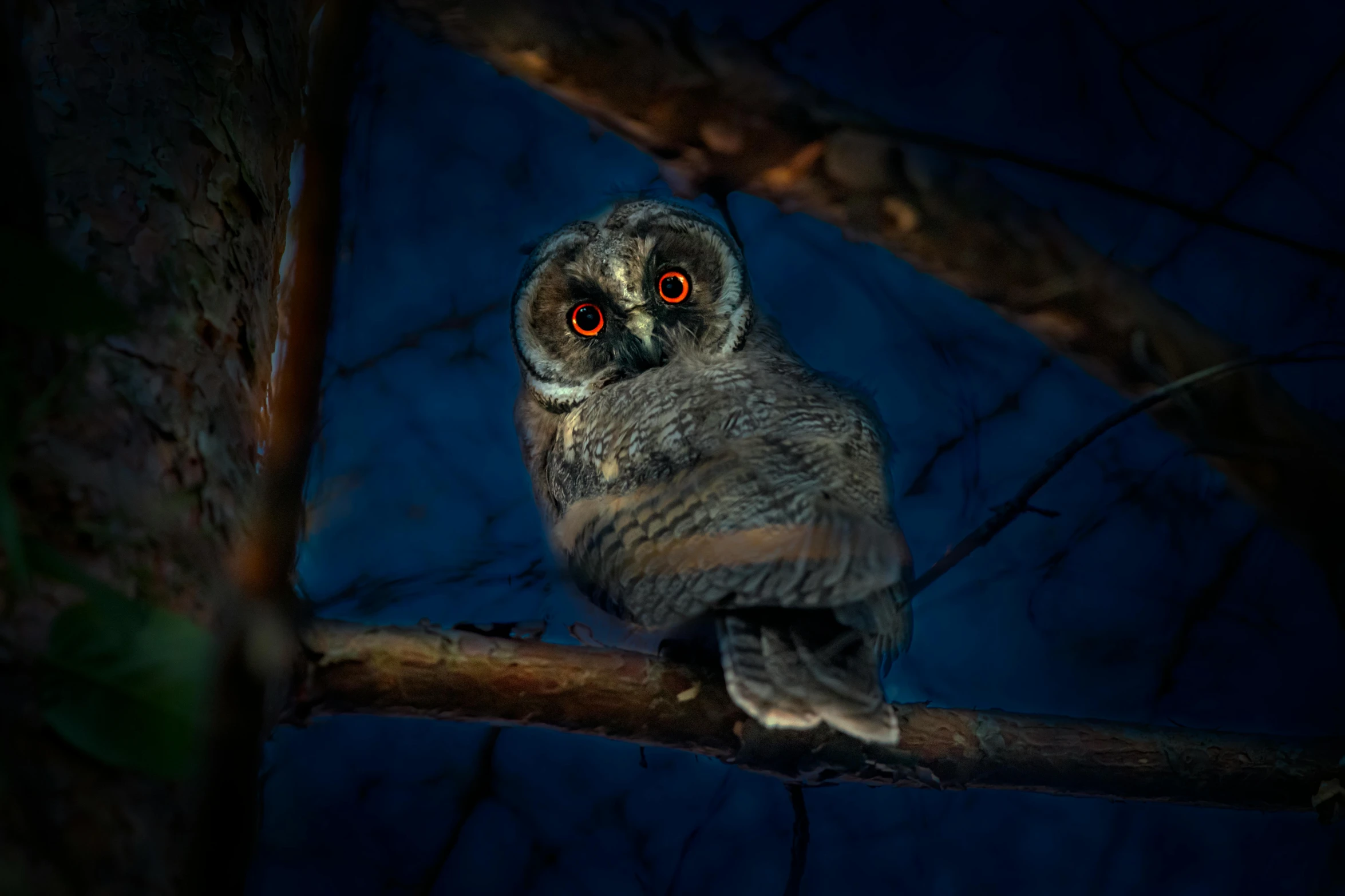 an owl sitting on top of a tree branch, a portrait, by Adam Marczyński, pexels contest winner, renaissance, red glowing eyes, grey, a high angle shot, outdoors at night