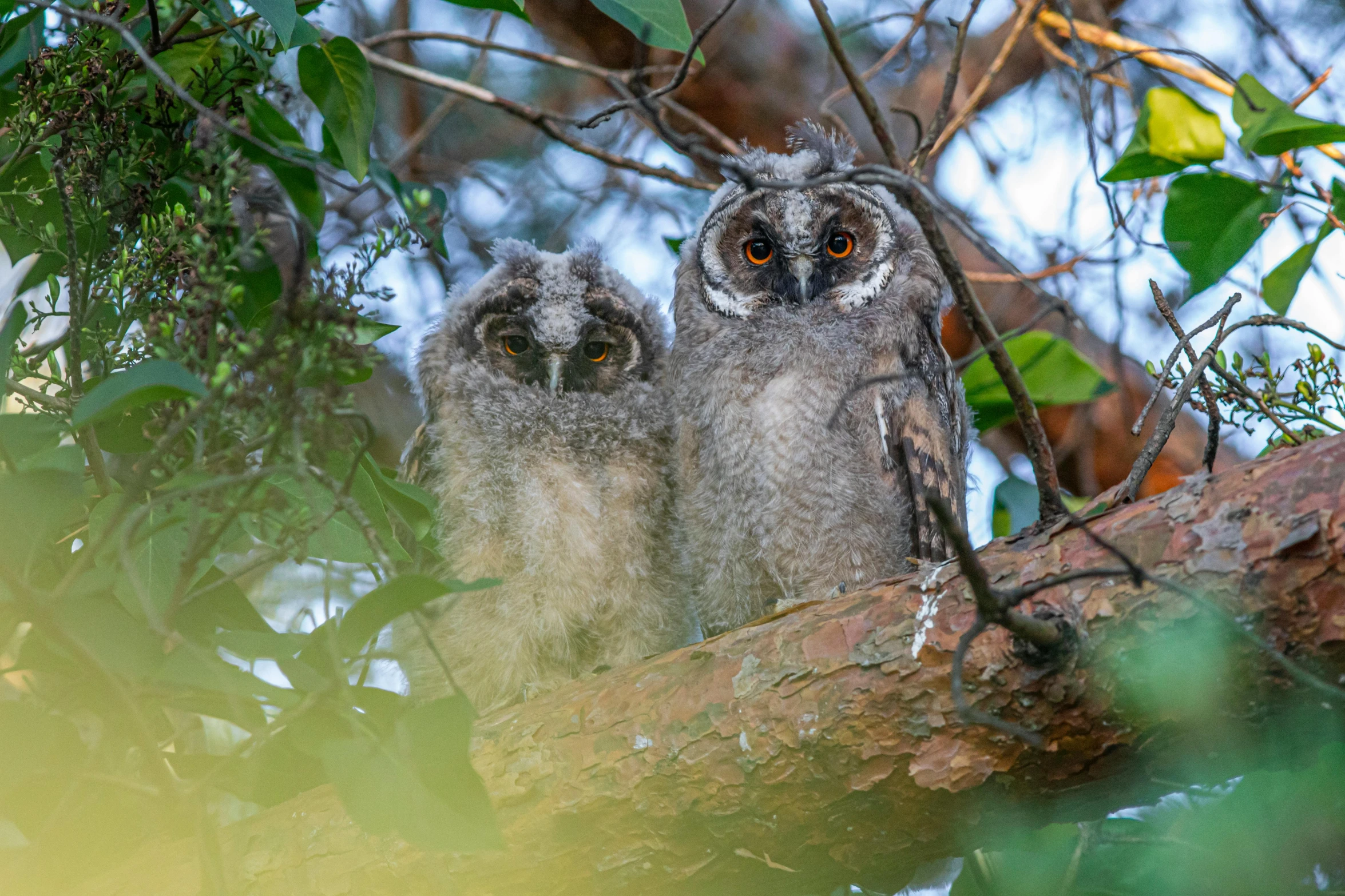 a couple of owls sitting on top of a tree branch, a portrait, by Gwen Barnard, unsplash contest winner, madagascar, pregnancy, australian, slide show