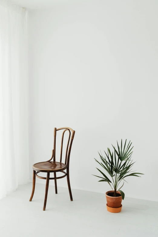 a chair and a potted plant in a white room, by Andries Stock, trending on unsplash, jen atkin, 15081959 21121991 01012000 4k, soft studio light, seated on wooden chair