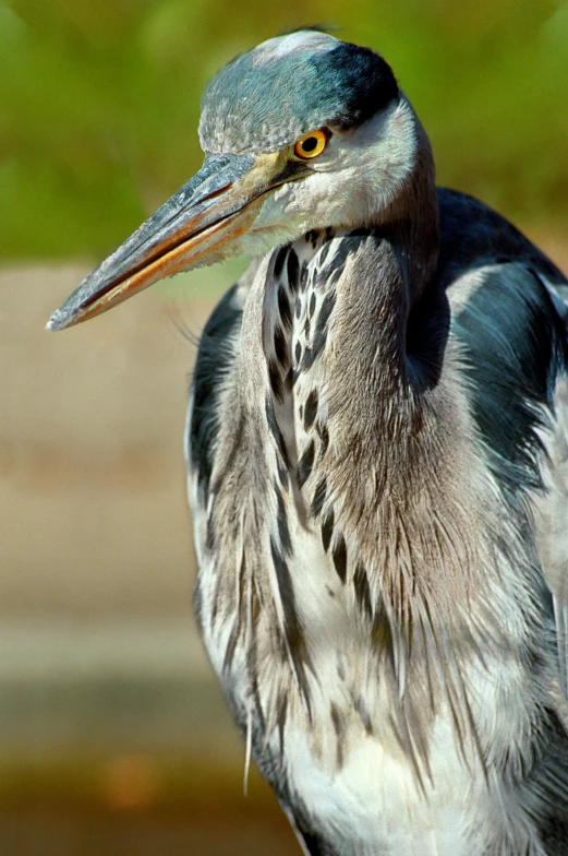 a close up of a bird near a body of water, a portrait, blue and grey, slide show, close - up photograph, heron prestorn