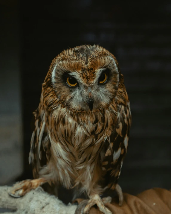 a brown owl sitting on top of a person's hand, pexels contest winner, looking seductive, smirking, museum quality photo, gif