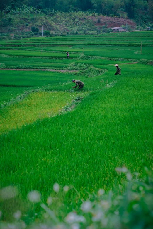 a couple of people walking across a lush green field, by Yi Insang, vietnam war, slide show, terraced, uncrop