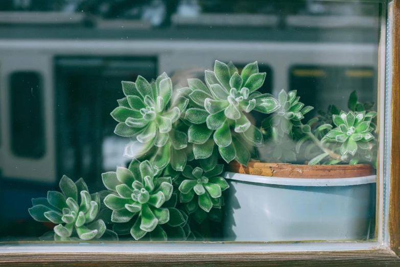 a close up of a potted plant on a window sill, trending on unsplash, small hipster coffee shop, pale green glow, cacti, swirling around