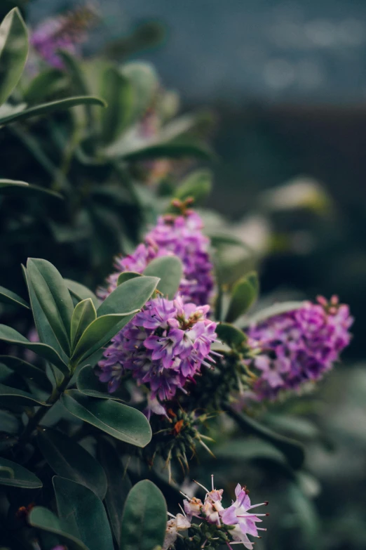 a bush full of purple flowers next to a body of water, by Jacob Toorenvliet, trending on unsplash, smooth tiny details, evergreen, myrtle, close portrait