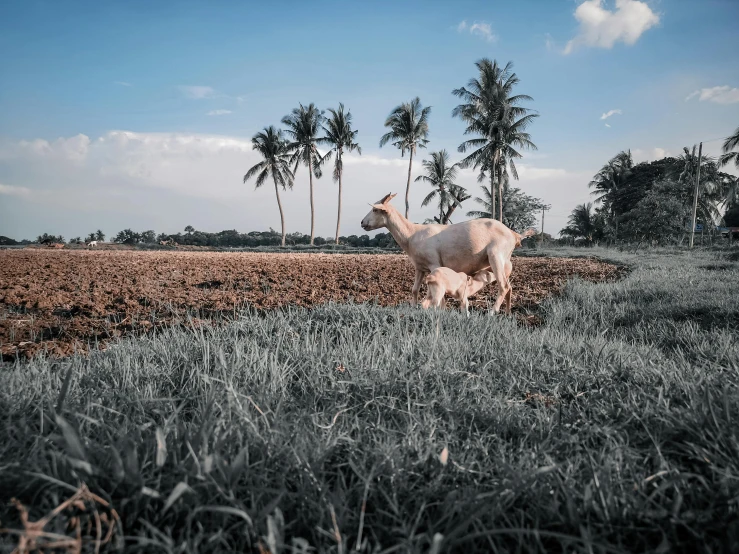 a white cow standing on top of a lush green field, pexels contest winner, sumatraism, the palms come from the ground, thumbnail, in a dried out field, high quality photo