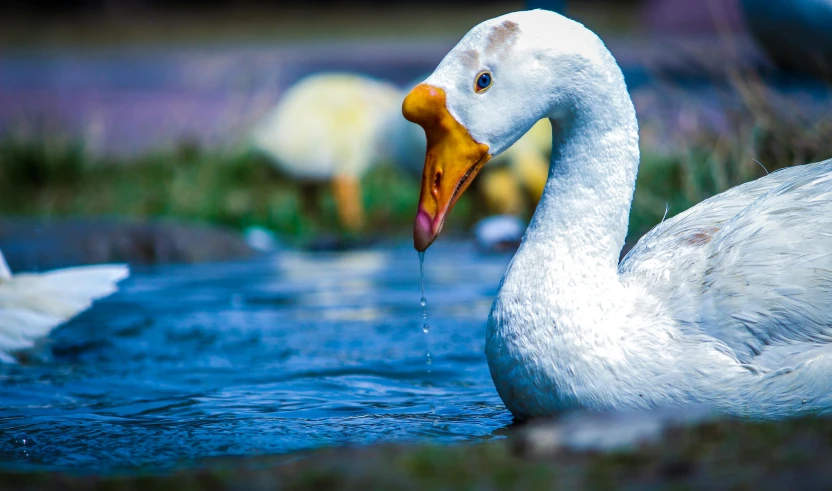 a close up of a duck in a body of water, pexels contest winner, gooses, having a snack, white, subject= duck