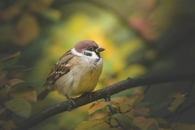 a small bird sitting on top of a tree branch, inspired by Elsa Bleda, pexels contest winner, baroque, 🍂 cute, sparrows, portrait mode photo, medium height