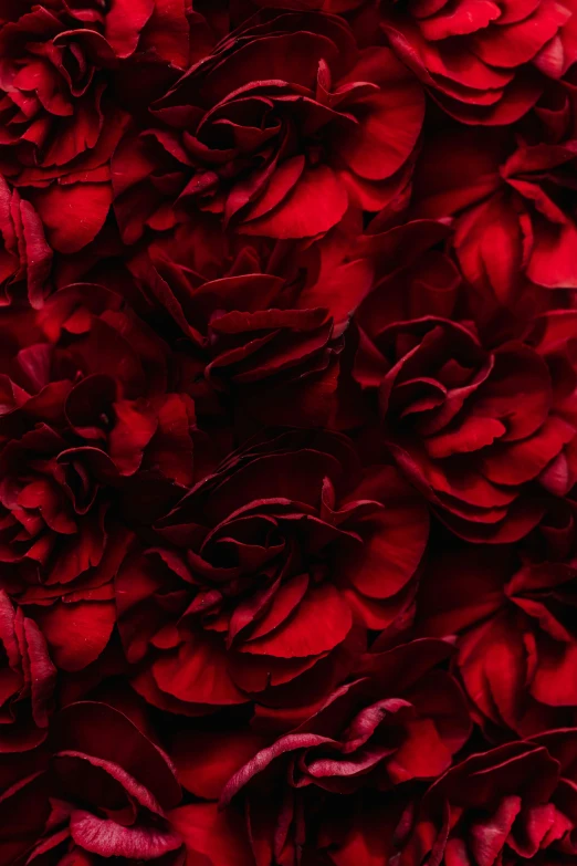 a close up of a bunch of red roses, a digital rendering, inspired by Antonio Rotta, pinterest, romanticism, ruffled fabric, maroon red, giant red flower afro, vortex of plum petals