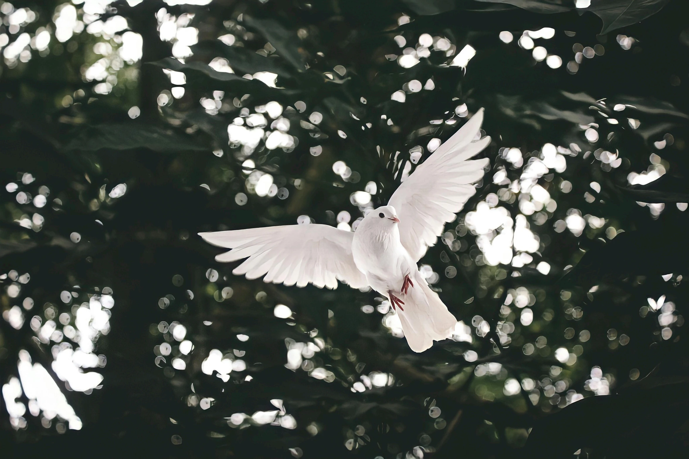 a white bird that is flying in the air, by Lucia Peka, pexels contest winner, love peace and unity, albino, religious, 15081959 21121991 01012000 4k