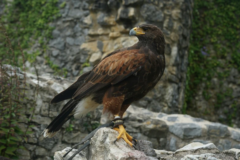 a close up of a bird of prey on a rock, pexels contest winner, hurufiyya, historical setting, various posed, 🦩🪐🐞👩🏻🦳, brown