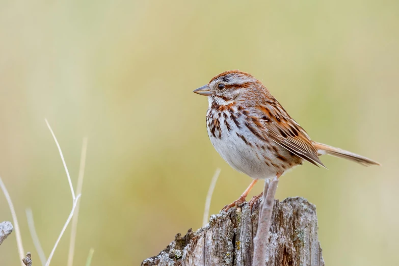 a bird sitting on top of a tree stump, a portrait, by Neil Blevins, pixabay contest winner, fan favorite, sparrows, oklahoma, shot with sony alpha