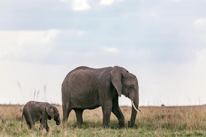 a couple of elephants walking across a grass covered field, by Will Ellis, pexels contest winner, hurufiyya, minimalist, maternal, portrait of tall, conde nast traveler photo