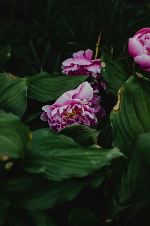 a bunch of pink flowers sitting on top of green leaves, unsplash, renaissance, black peonies, low quality photo, full frame image