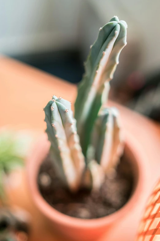 a close up of a cactus in a pot on a table, by Jessie Algie, tall thin, natural point rose', terracotta, with multiple sharp