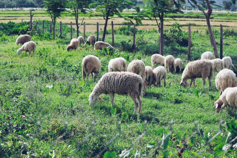 a herd of sheep grazing on a lush green field, by Lucia Peka, korean countryside, profile image, fan favorite, ecovillage