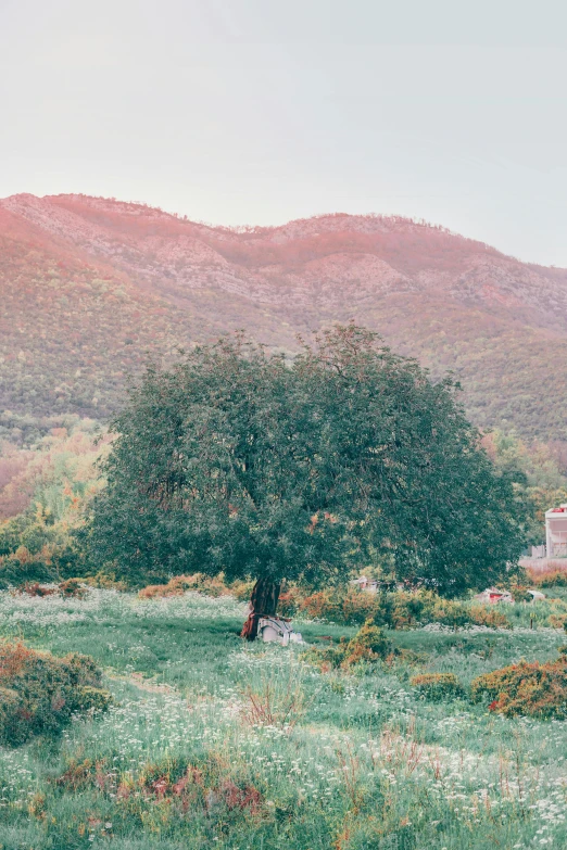 a lone tree in a field with mountains in the background, a picture, unsplash contest winner, arabesque, garden with fruits on trees, petra collins, traditional corsican, panoramic shot