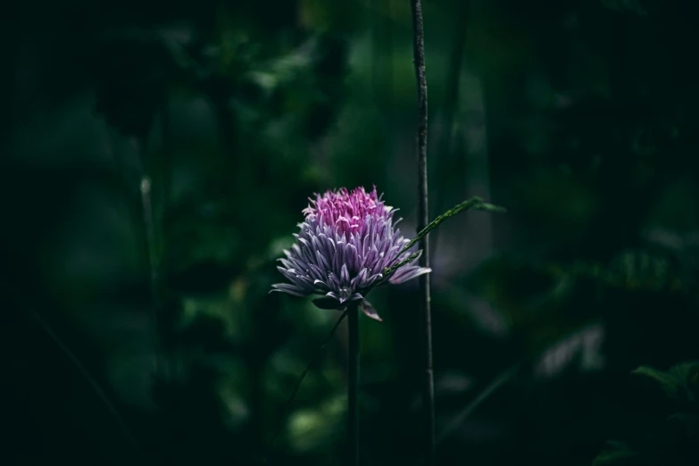 a purple flower sitting on top of a lush green field, inspired by Elsa Bleda, unsplash, art photography, in a dark forest low light, some pink, clover, shot on sony a 7