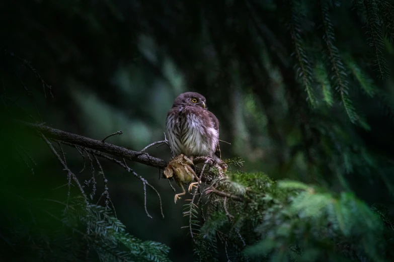 a small bird sitting on top of a tree branch, by Jan Tengnagel, pexels contest winner, hurufiyya, in dark forest, portrait of merlin, canvas, hunting