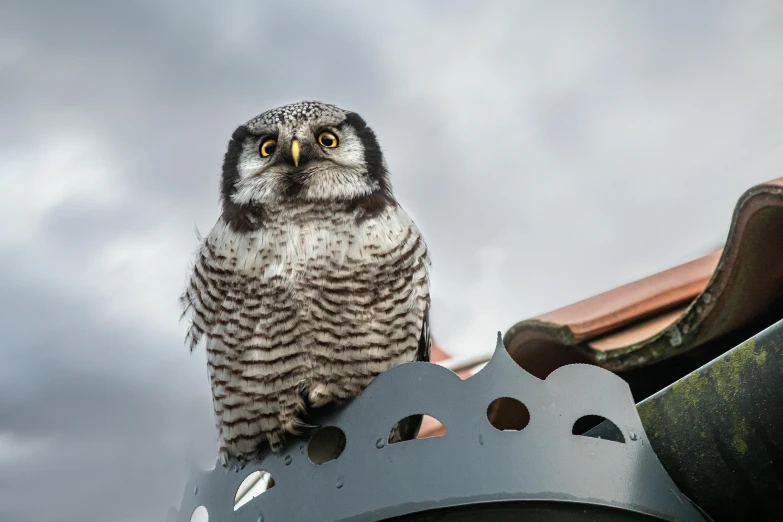 a small owl sitting on top of a roof, a portrait, by Julia Pishtar, pexels contest winner, mixed animal, grey, spotted, round faced