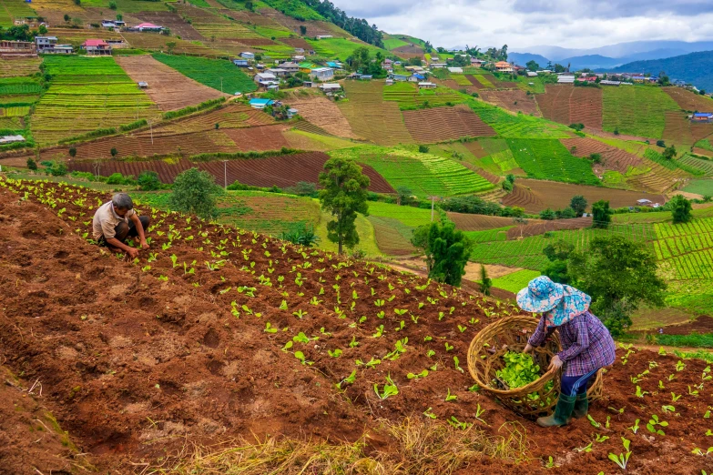 a group of people working in a field, pexels contest winner, sumatraism, avatar image, landslides, patchwork, 90s photo