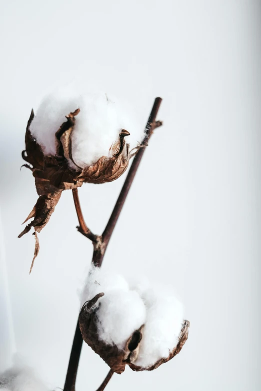 a close up of a plant with snow on it, cotton clouds, high quality product image”, sitting on a curly branch, withered