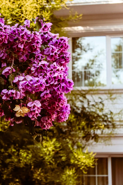 a tree with purple flowers in front of a house, by Kristin Nelson, pexels contest winner, overexposed sunlight, cottage close up, hanging, soft light 4 k in pink