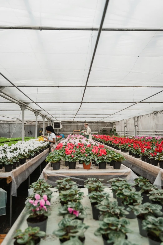 a greenhouse filled with lots of potted plants, by Daniel Lieske, trending on unsplash, process art, bed of flowers on floor, taiwan, wide panoramic shot, 2 5 6 x 2 5 6 pixels