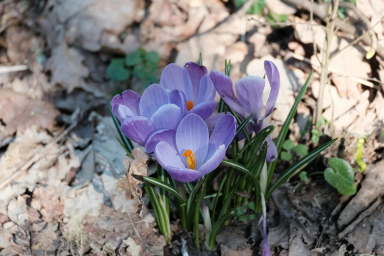 a group of purple flowers growing out of the ground, by Jan Tengnagel, pexels contest winner, hurufiyya, early spring, 🦩🪐🐞👩🏻🦳, magnolias, some purple and orange