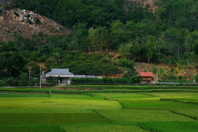 a person walking across a lush green field, inspired by Steve McCurry, unsplash contest winner, vietnam, quaint village, dezeen, seen from a distance