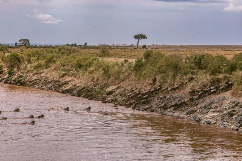 a herd of elephants walking across a river, by Peter Churcher, pexels contest winner, hurufiyya, erosion channels river, seen from afar, acacia trees, 3 boat in river