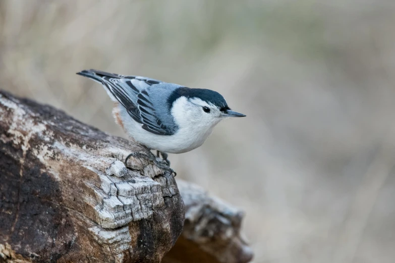 a white and blue bird sitting on top of a tree branch, a portrait, by Julian Allen, hurufiyya, sitting on a log, grey, 15081959 21121991 01012000 4k, seeds