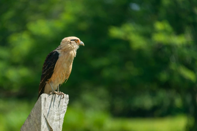 a bird sitting on top of a wooden post, pexels contest winner, hurufiyya, raptors, on a sunny day, alabama, museum quality photo