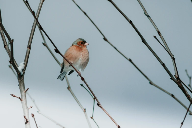 a small bird sitting on top of a tree branch, by Jan Tengnagel, unsplash contest winner, renaissance, in the winter, on a gray background, conor walton, multiple stories