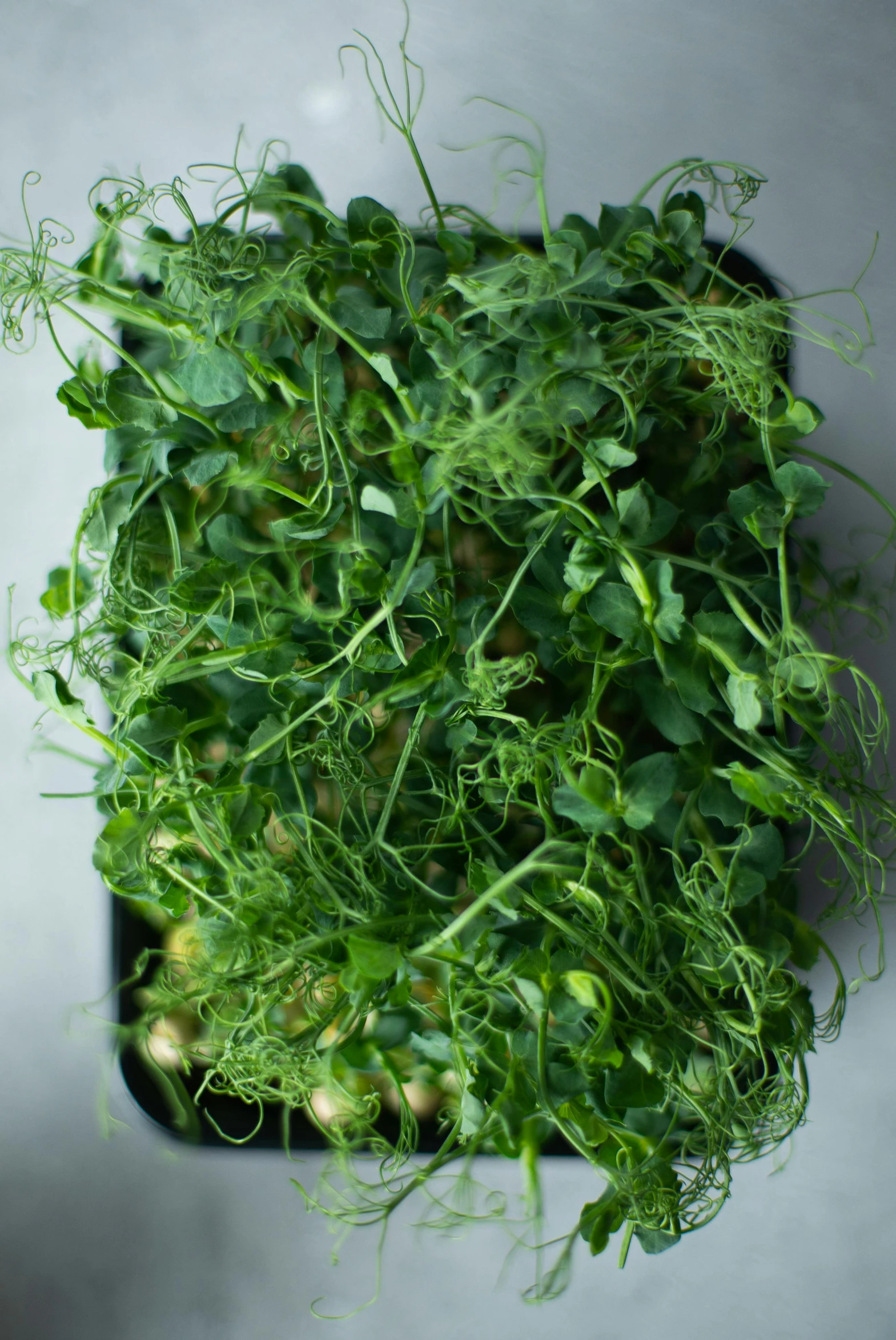 a bunch of green plants sitting on top of a table, close up of lain iwakura, organic matter, full product shot, 8l