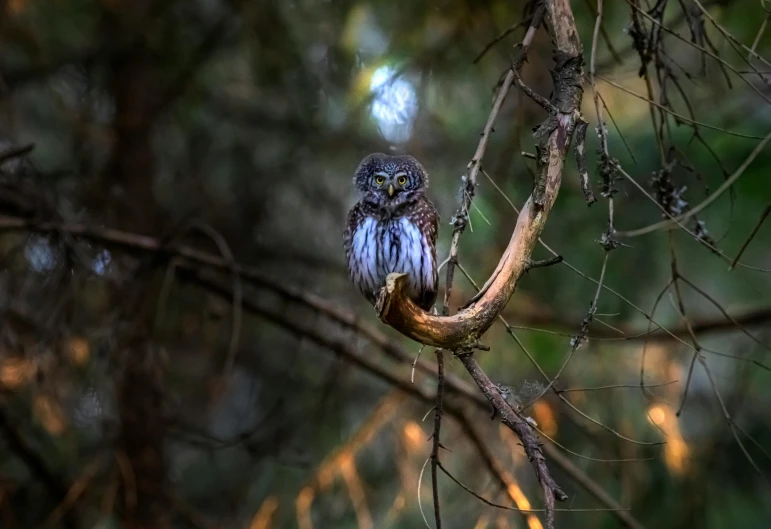 a small owl sitting on top of a tree branch, by Ibrahim Kodra, pixabay contest winner, process art, evening!! in the forest, waiting patiently, national geographic photography, featured