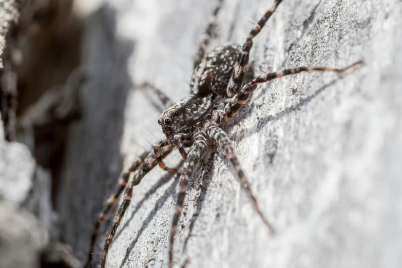 a close up of a spider on a rock, gray mottled skin, fan favorite, on wood, amanda lilleston