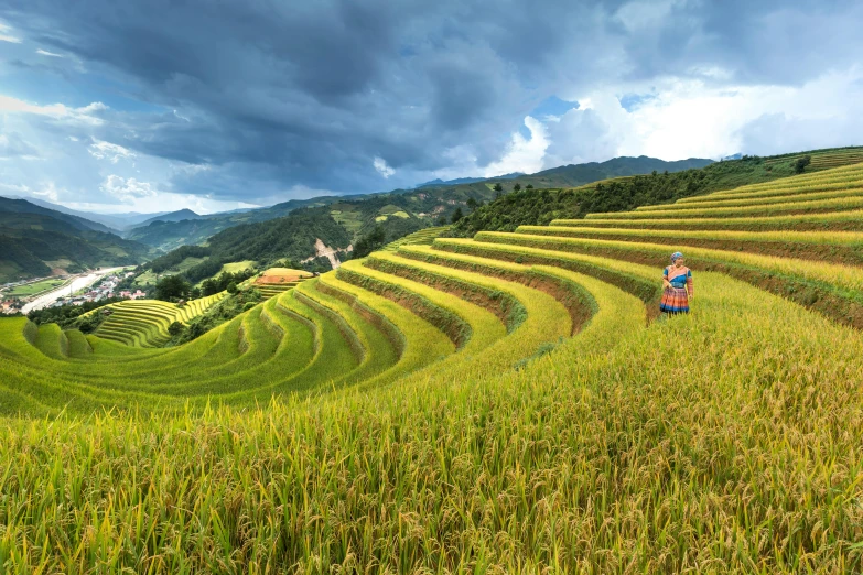 a woman standing on top of a lush green field, pexels contest winner, renaissance, terraced, traditional chinese, avatar image, grain”