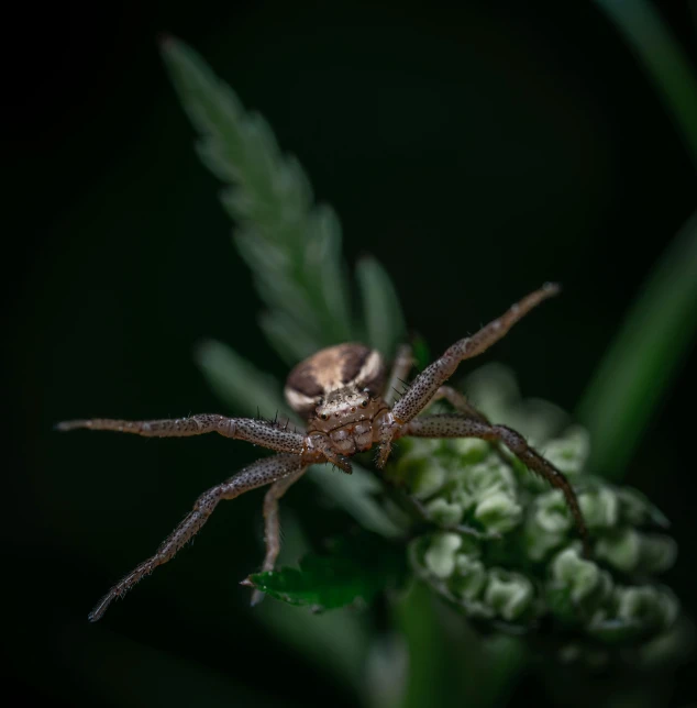 a spider sitting on top of a green plant, a macro photograph, pexels contest winner, hurufiyya, dark ballerina, brown, silver eyes full body, (extremely detailed