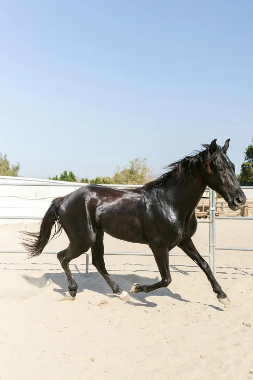 a black horse running across a sandy field, by Lynn Pauley, pexels contest winner, arabesque, in the yard, fullbody view, mediterranean, museum quality photo