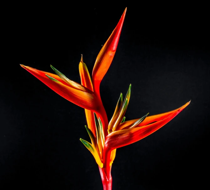 a close up of a flower on a black background, by William Berra, pexels, tropical birds, red and orange colored, stems, tropical houseplants