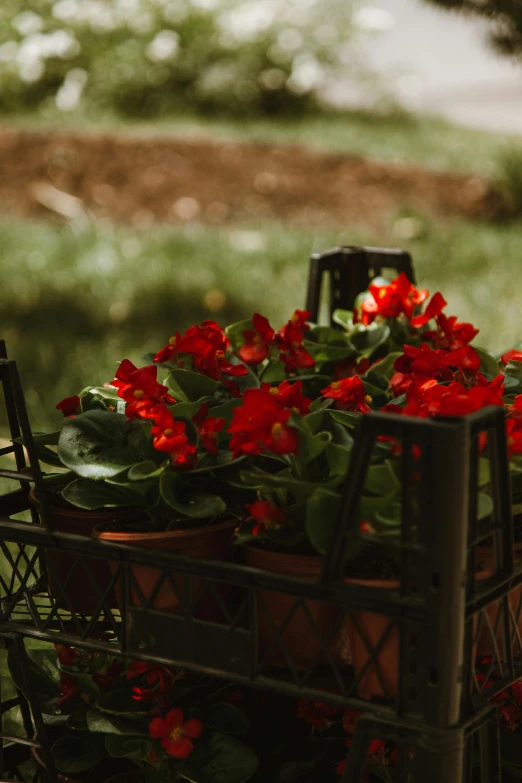 a basket filled with red flowers sitting on top of a table, by Julia Pishtar, unsplash, parks and gardens, low detail, brown, lightweight