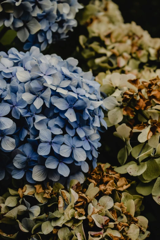 a close up of a bunch of blue flowers, a colorized photo, trending on unsplash, made of flowers and leaves, high quality product photo, hydrangea, brown