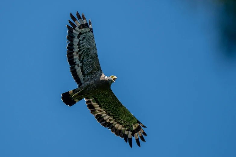 a bird that is flying in the sky, a portrait, by Jan Tengnagel, pexels contest winner, hurufiyya, raptor, green, highly ornate, grey