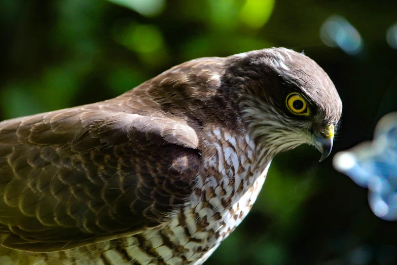 a close up of a bird with a blurry background, pexels contest winner, hurufiyya, hawk, youtube thumbnail, australian, merlin